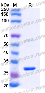 Recombinant Human ATG10 Protein, N-T7 & C-His