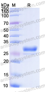 Recombinant Human MOB1A Protein, C-His