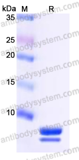 Recombinant Human SCGB3A2 Protein, Tag free
