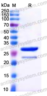 Recombinant Human STX8 Protein, Tag free