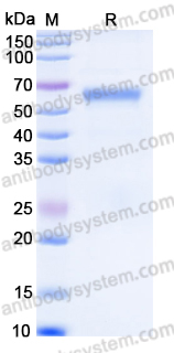 Recombinant Human HAO1 Protein, N-Trx-His