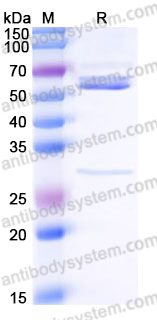 Recombinant Human CAMK1D Protein, N-GST