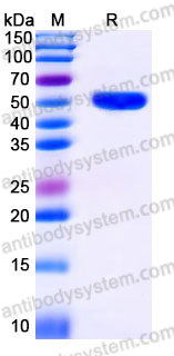 Recombinant Human PMM1 Protein, C-His
