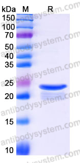 Recombinant Human PPP1R14A Protein, C-His