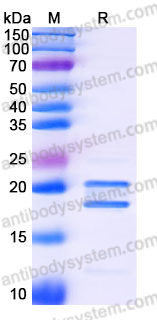 Recombinant Human PFDN4 Protein, N-His
