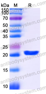 Recombinant Human HSPB11 Protein, N-His