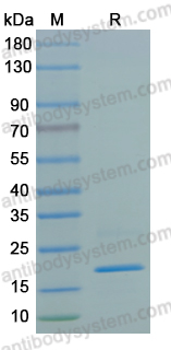 SDS-PAGE for Recombinant Human DUX4 Protein, C-His ?>