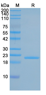 Recombinant Hirudo medicinalis Hirudin Protein, N-TrxA-6His