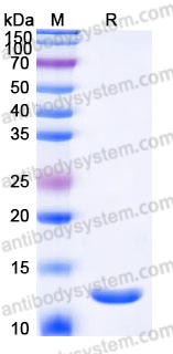 Recombinant Mouse CCL24 Protein, Tag free