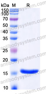 Recombinant Mouse CCL21/6Ckine Protein, Tag free