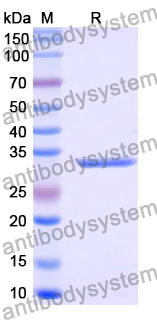 Recombinant Mouse CD254/RANKL/TNFSF11 Protein, N-His-SUMO