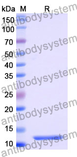 Recombinant Mouse EREG/Epiregulin Protein, N-His-SUMO