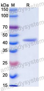 Recombinant Mouse TMPRSS2 Protein, N-His