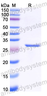 Recombinant Mouse FLIP/CFLAR Protein, N-His