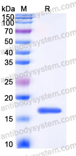 Recombinant Mouse FGF10 Protein, Tag free