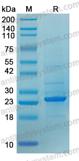 Recombinant Mouse CXCL13/BCA-1/BLC Protein, N-His-SUMO