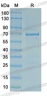 SDS-PAGE for Recombinant Mouse ACSL4 Protein, N-His ?>