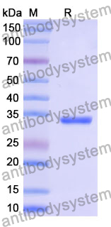 Recombinant Mouse LEFTY1 Protein, N-His
