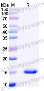 Recombinant Mouse SOAT2 Protein, N-His