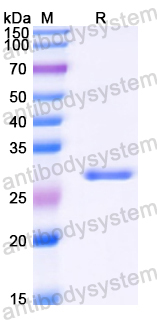 Recombinant Mouse PLAT/tPA Protein, N-His