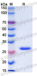 Recombinant Mouse NGF/Beta-NGF Protein, N-His