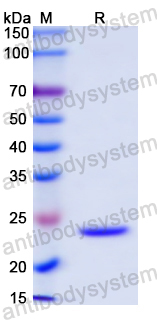 Recombinant Mouse GH1 Protein, N-His