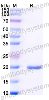 Recombinant Mouse IGF2 Protein, N-His
