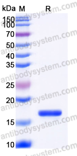 Recombinant Mouse IL1B/IL1F2 Protein, Tag free