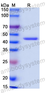 Recombinant Mouse CD4 Protein, N-His