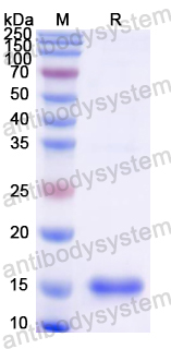 Recombinant Mouse C1qc Protein, N-His