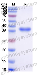 Recombinant Mouse APOH Protein, N-GST & C-His