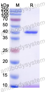 Recombinant Mouse LTF Protein, N-His