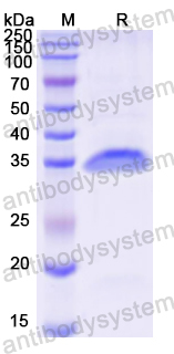 Recombinant Mouse Osteocalcin/BGLAP/OC Protein, N-GST & C-His