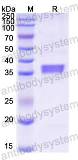 Recombinant Mouse F11 Protein, N-His