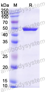 Recombinant Mouse LCAT Protein, N-His