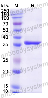 Recombinant Mouse CD3D Protein, N-GST & C-His