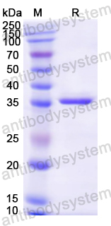Recombinant Mouse VWF Protein, N-GST & C-His
