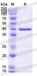 Recombinant Mouse HSPB1/HSP27 Protein, N-GST & C-His