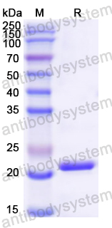 Recombinant Mouse APOD Protein, N-His