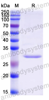 Recombinant Mouse IL4 Protein, N-His-SUMO