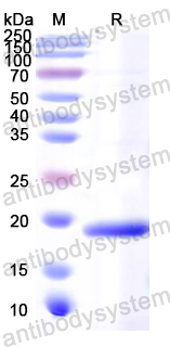 Recombinant Mouse ISG15 Protein, N-His