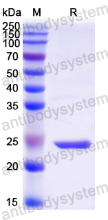 Recombinant Mouse CD54/ICAM1 Protein, N-His