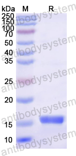 Recombinant Mouse FABP3 Protein, N-His