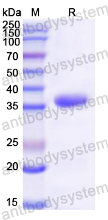 Recombinant Mouse PSAP Protein, N-GST & C-His