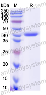 Recombinant Mouse PDHA1 Protein, N-His