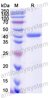 Recombinant Mouse CD45/PTPRC Protein, N-His
