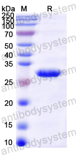 Recombinant Mouse GSTM1 Protein, N-His