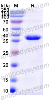 Recombinant Mouse C4B Protein, N-His