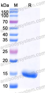 Recombinant Mouse CCL3/MIP-1-alpha Protein, N-His