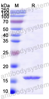 Recombinant Mouse CD28 Protein, N-His